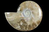 Red Flash Ammonite Fossil - Madagascar #151780-1